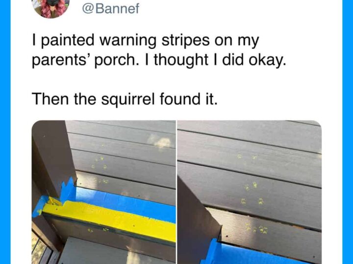 Painted warning stripes on porch, squirrel found it.