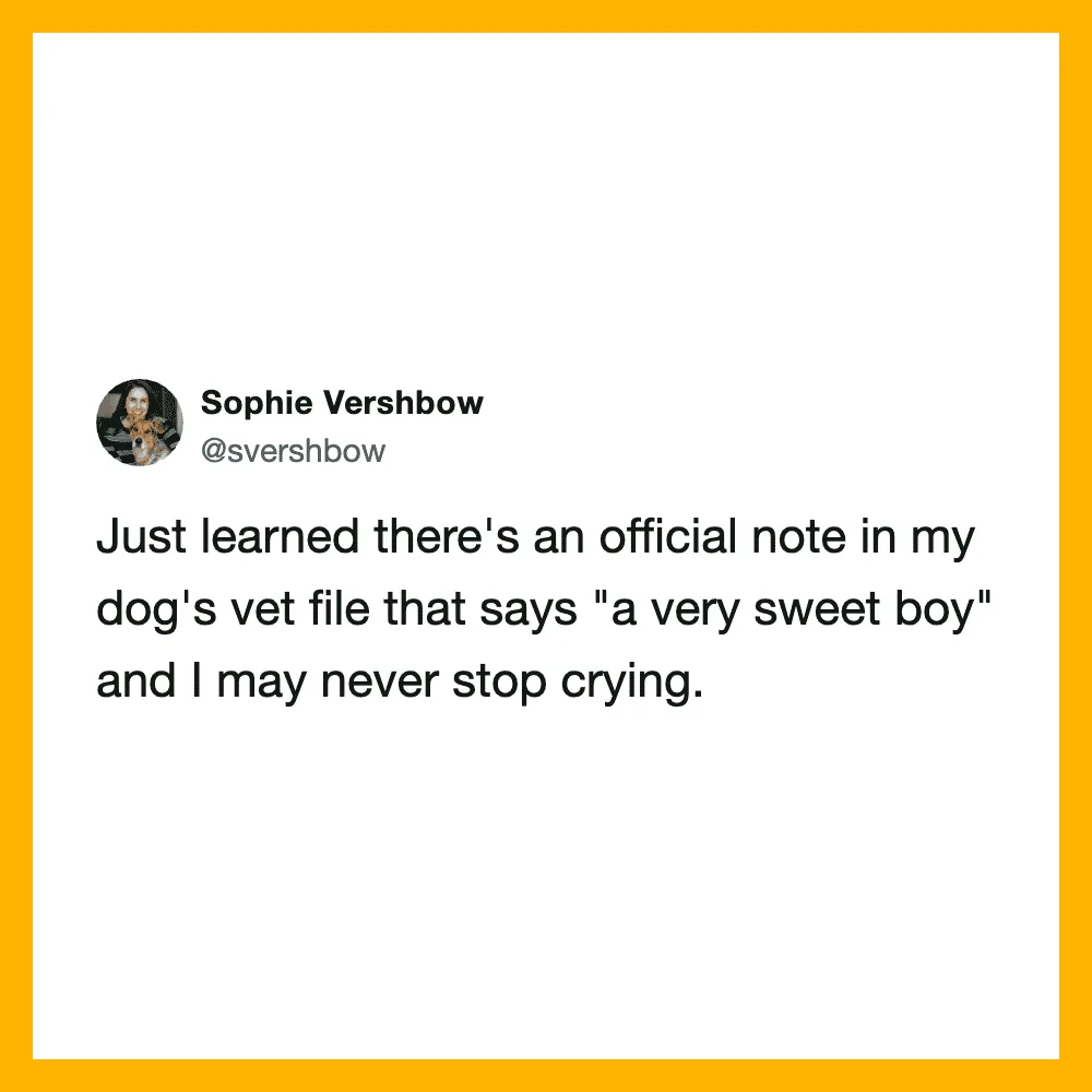 Sophie Vershow's tweet about a note in her dog's vet file saying 'a very sweet boy'.