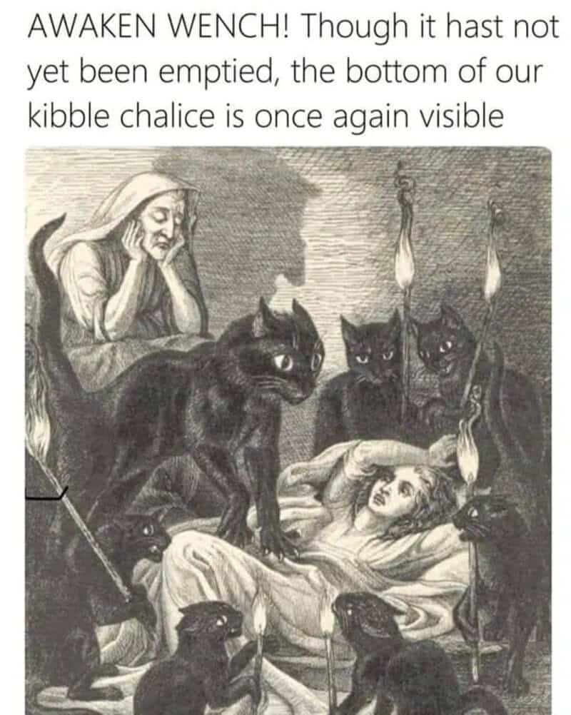 A black cat sitting on a sick person's bed with other cats and a woman in the background.