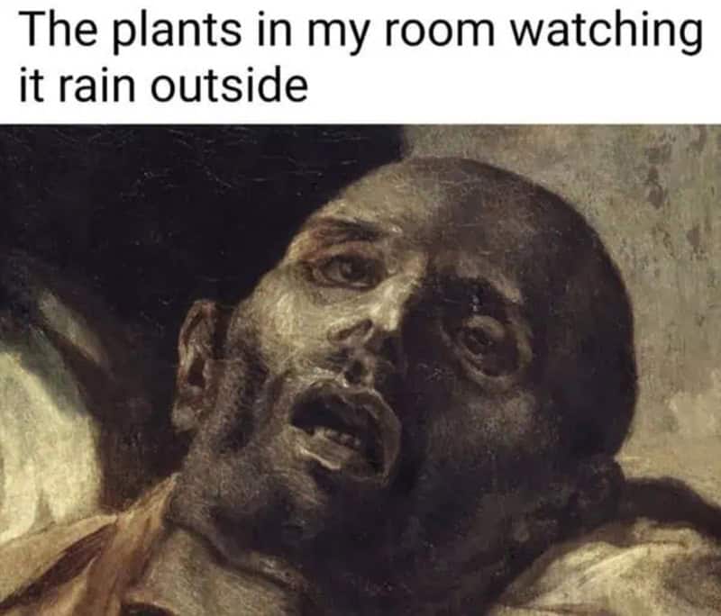 The plants in my room watching it rain outside.