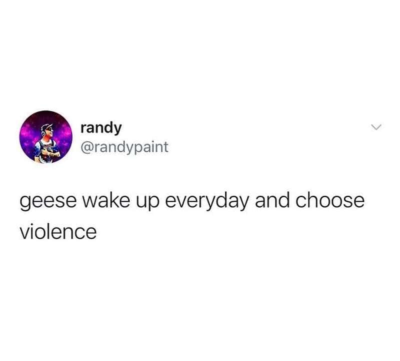 Tweet by randy: geese wake up everyday and choose violence.