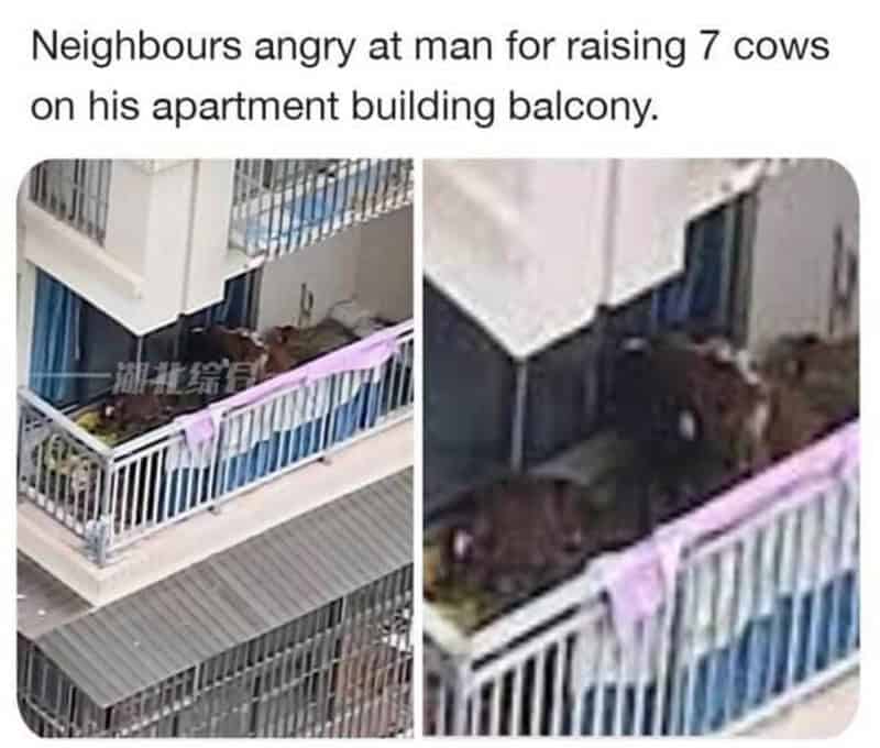 Neighbours angry at man for raising 7 cows on his apartment balcony.