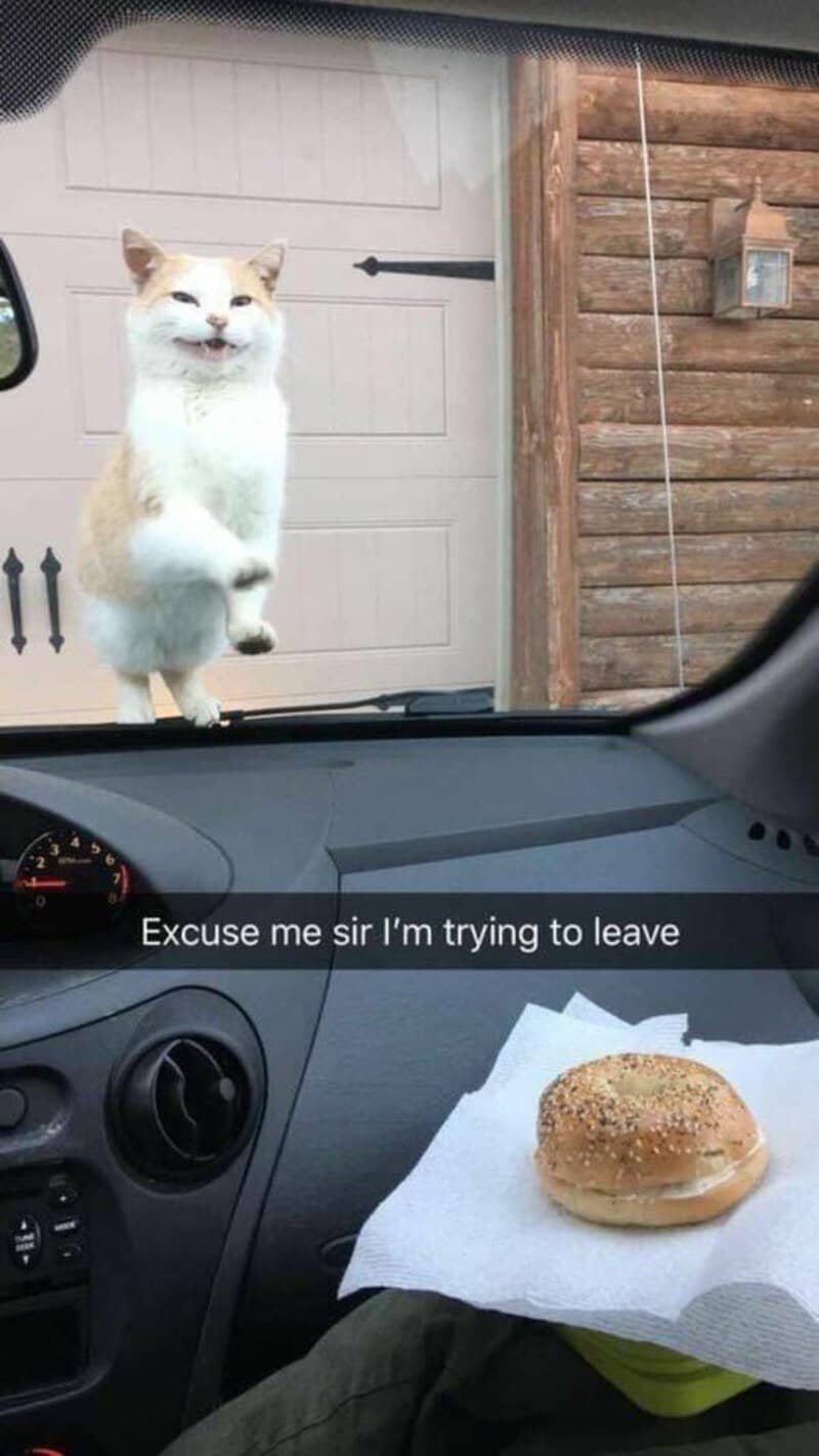 A cat standing on its hind legs outside a vehicle, with a burger on the dashboard.