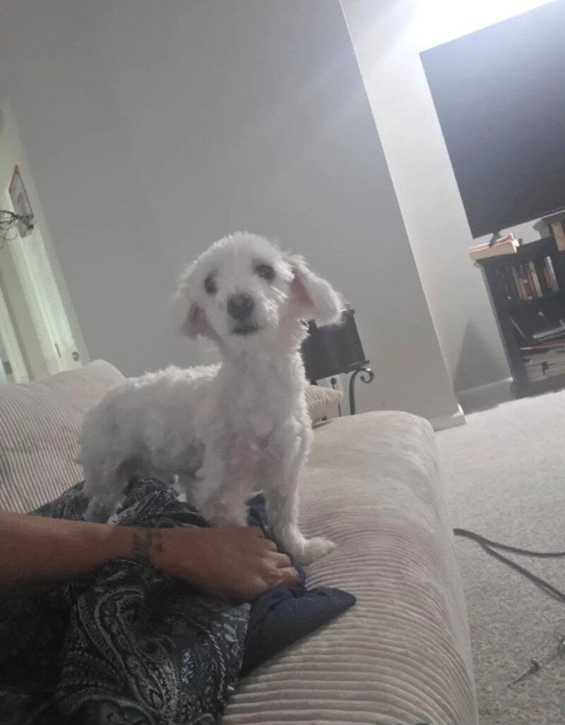 Cute white puppy with floppy ears sitting on a couch.