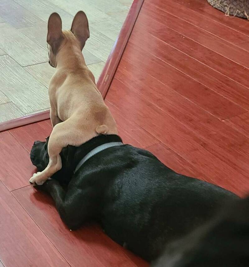 Two dogs, one tan and one black, lying on the floor with the tan dog resting on the black dog.