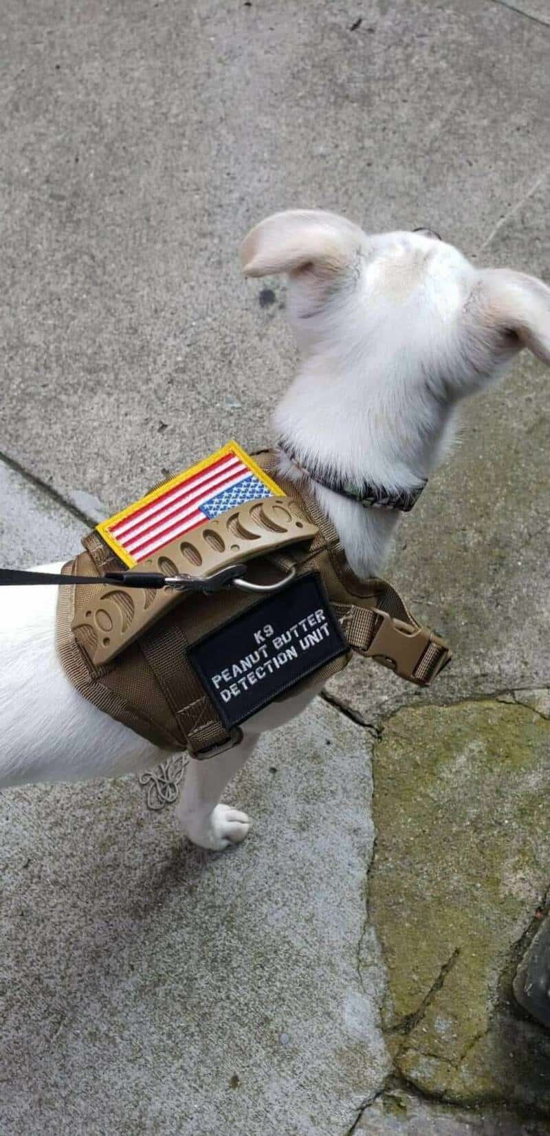 Dog wearing a peanut butter detection kit with American flag sticker.