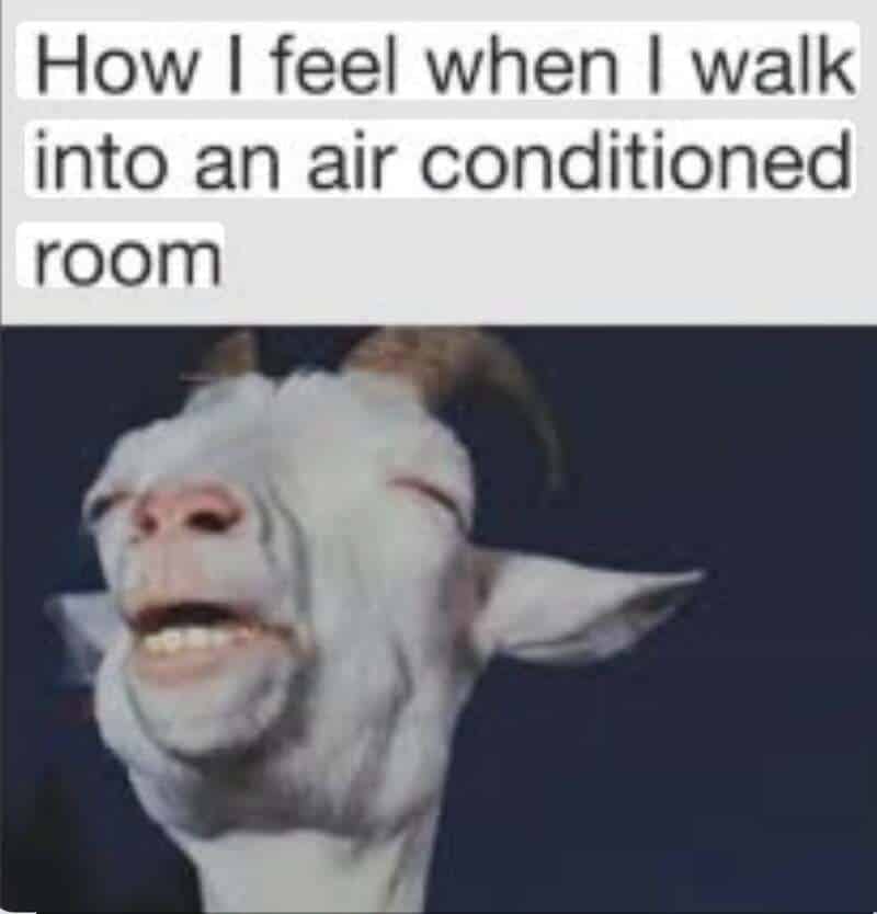 How I feel when I walk into an air conditioned room, funny goat with a goofy expression.