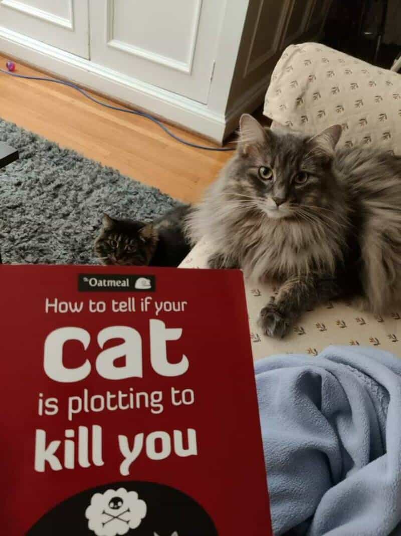 Two cats sitting near a book titled 'How to tell if your cat is plotting to kill you'.