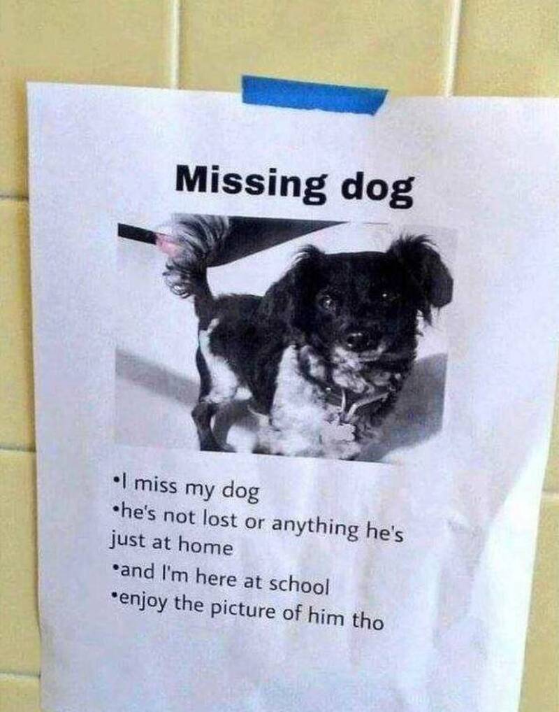 Missing dog poster with a photo of a small black and white dog.