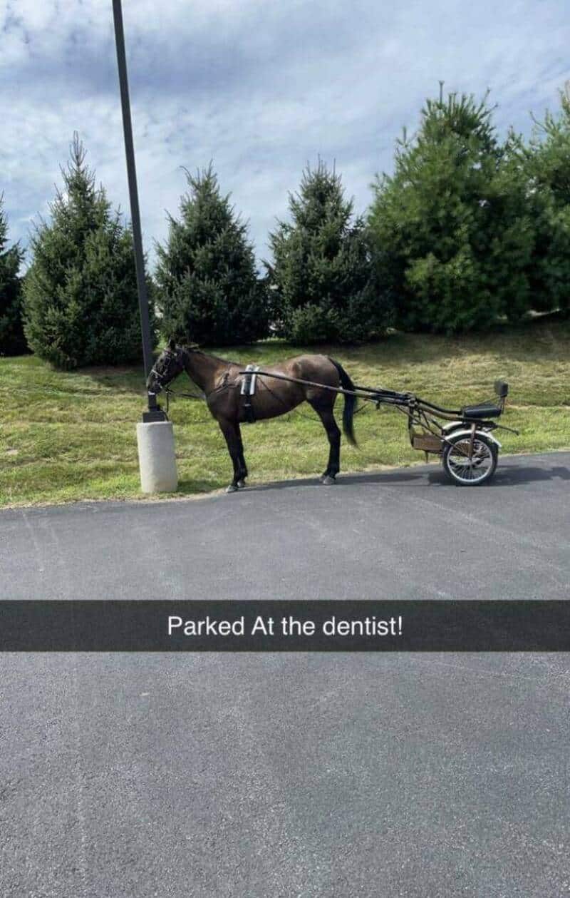 Horse hitched to a small cart parked at the dentist.