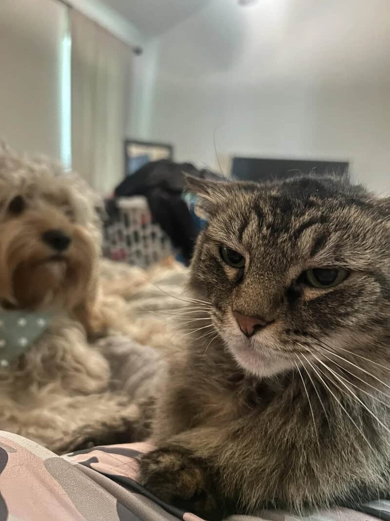 Close-up of a grumpy-looking tabby cat with a dog in the background.