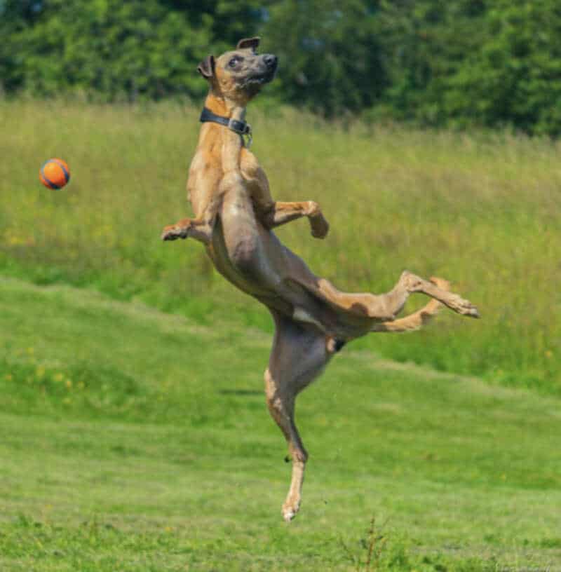 Dog jumping in the air with a ball in a grassy field.