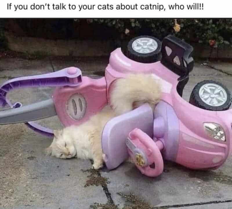 Cute white cat lying under a pink toy car with a caption about talking to cats about catnip.