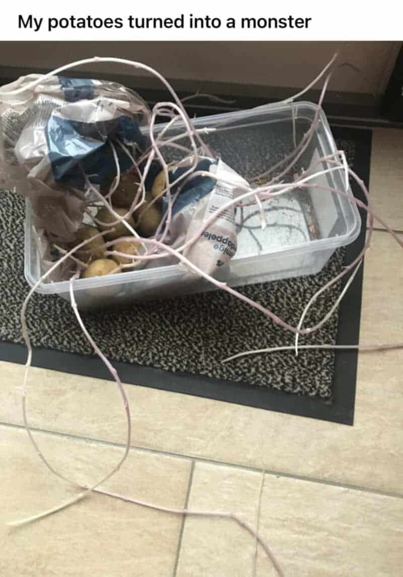 Potatoes in a plastic container with wires and medical devices, captioned 'My potatoes turned into a.