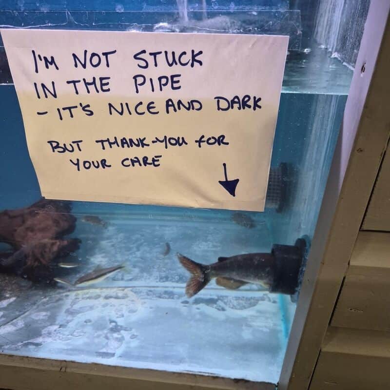 Sign says I'm not stuck in the pipe, it's nice and dark, thank you for your care.