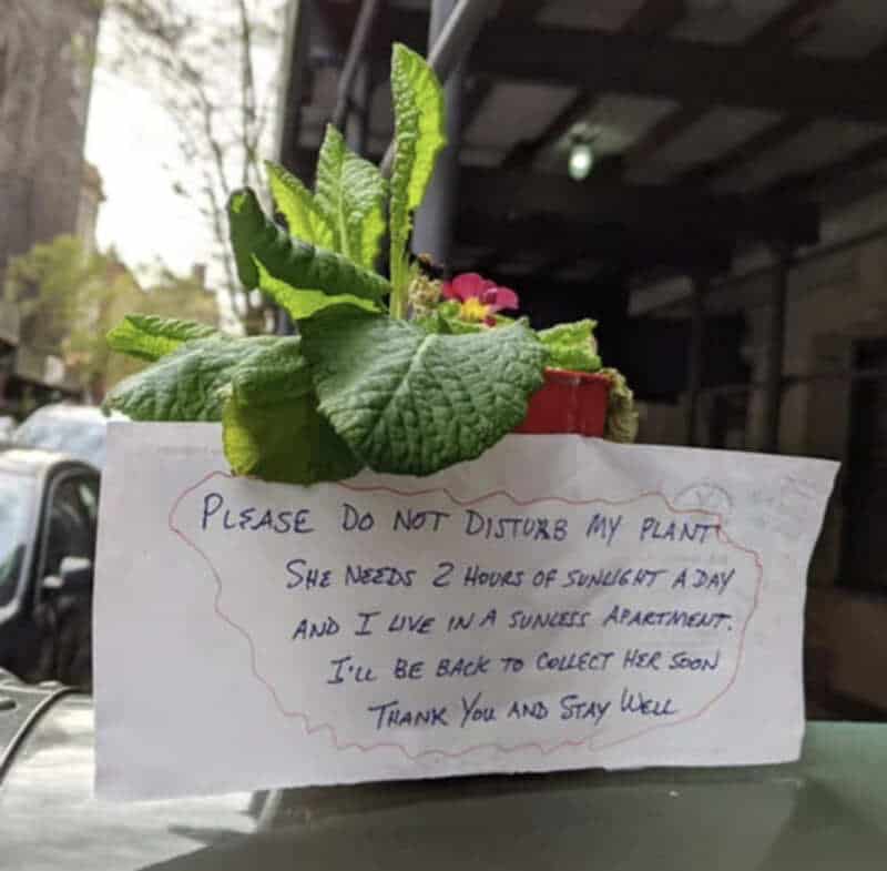 Handwritten note on a plant pot requesting no disturbance for sunlight.