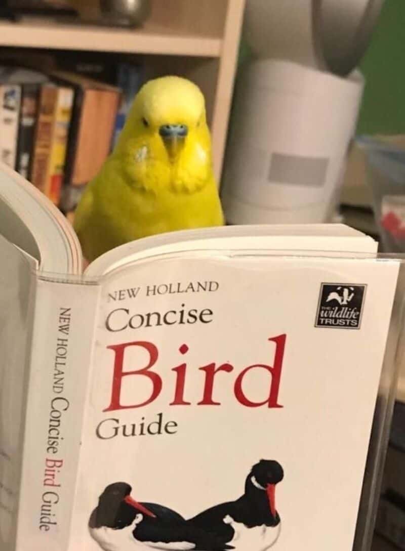 Yellow bird looking at a book titled 'Concise Bird Guide' on a desk.