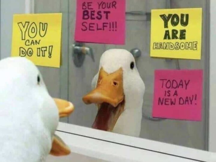 Duck looking at its reflection with motivational sticky notes on mirror.