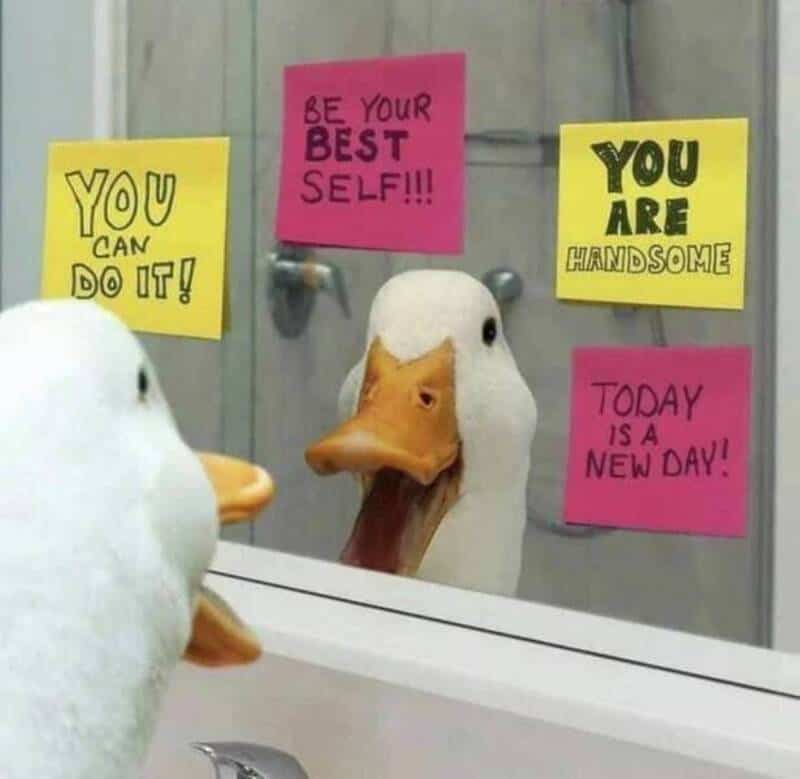 Duck looking at its reflection with motivational sticky notes on mirror.