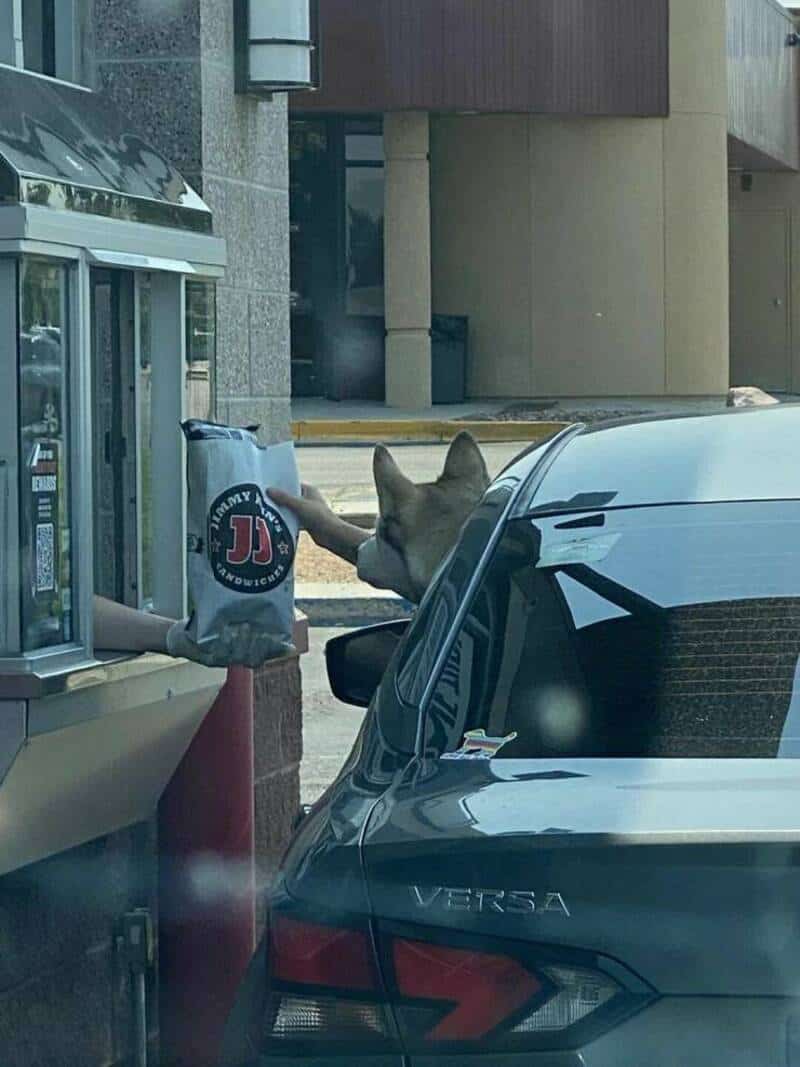 Dog reaching for a bag of Jack Daniel's at a drive-thru window.