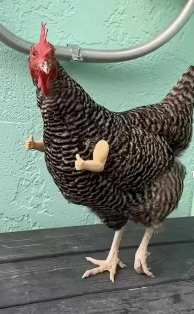 A chicken with human arms attached to its sides, standing on a black surface.