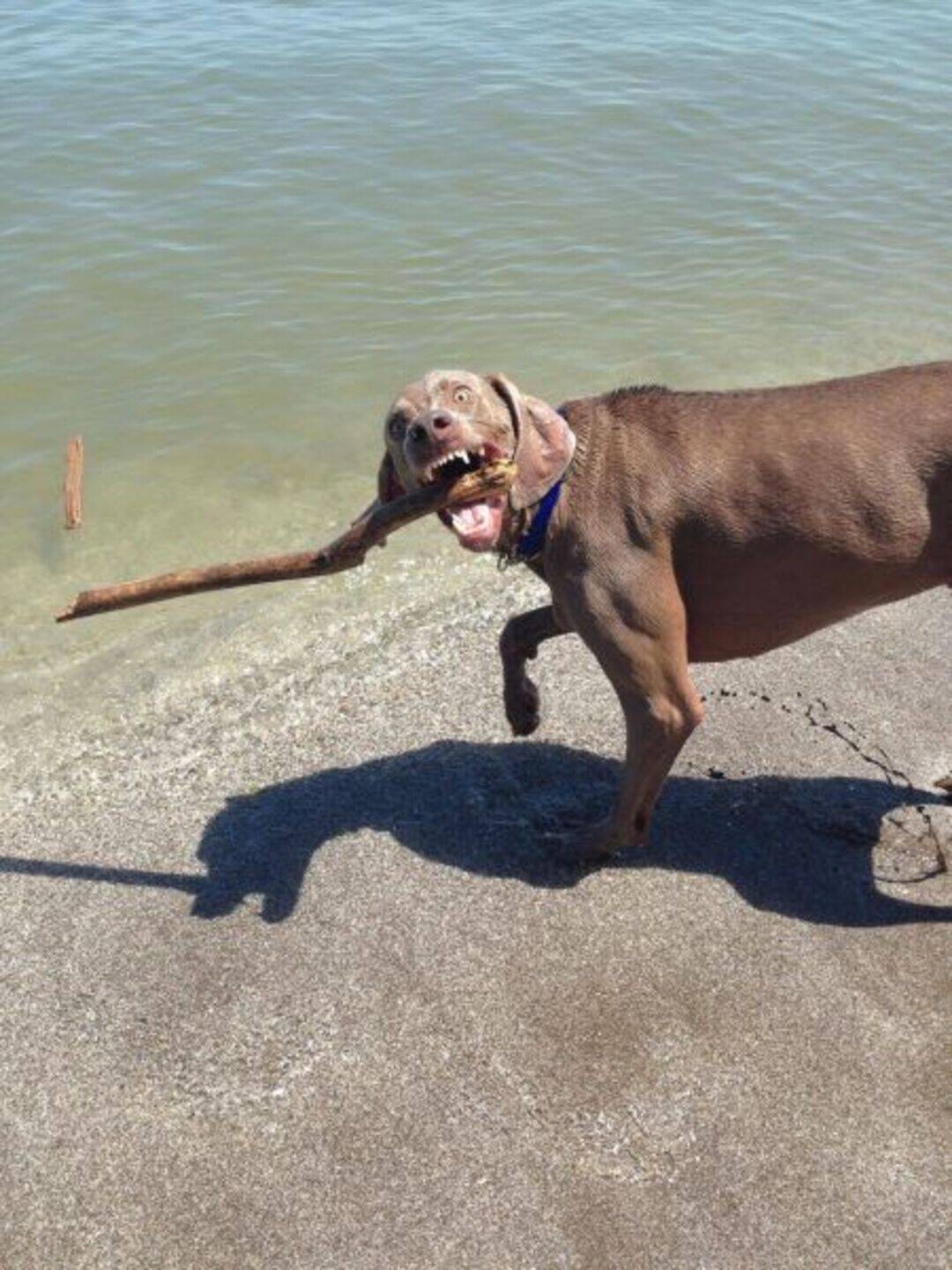 Dog on beach holding a stick in its mouth, near water.