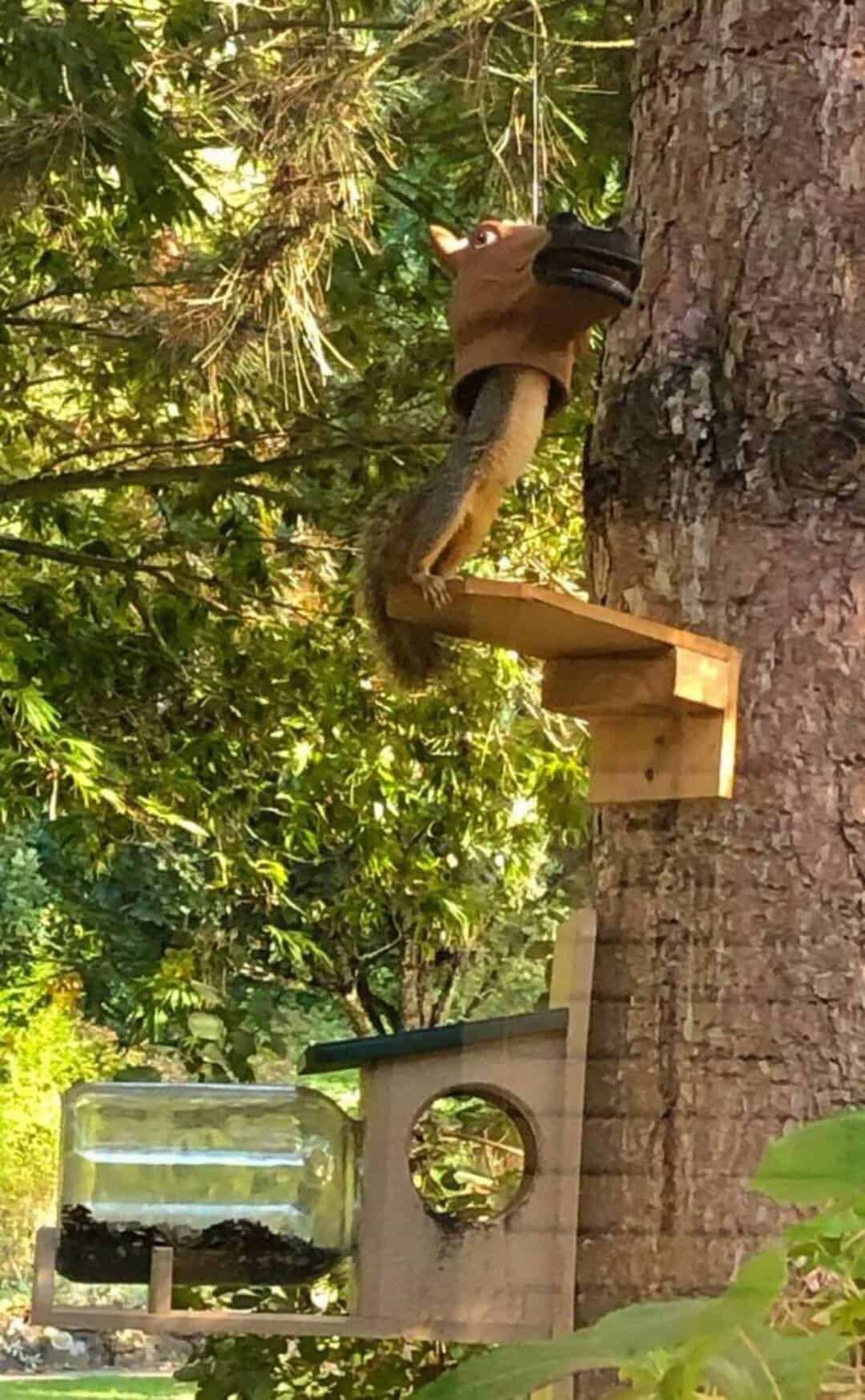 A squirrel wearing a small brown hat on a wooden birdhouse.