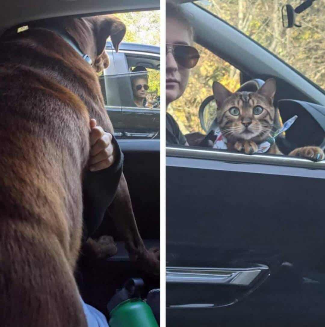 Dog and cat in cars, dog looking out window, cat with sunglasses in driver's seat.
