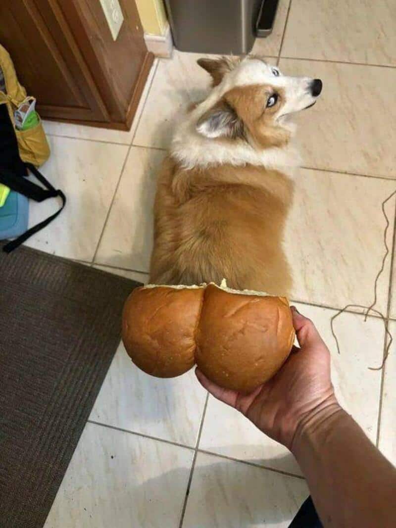 Dog looking back at a hand holding a bread roll shaped like a butt.