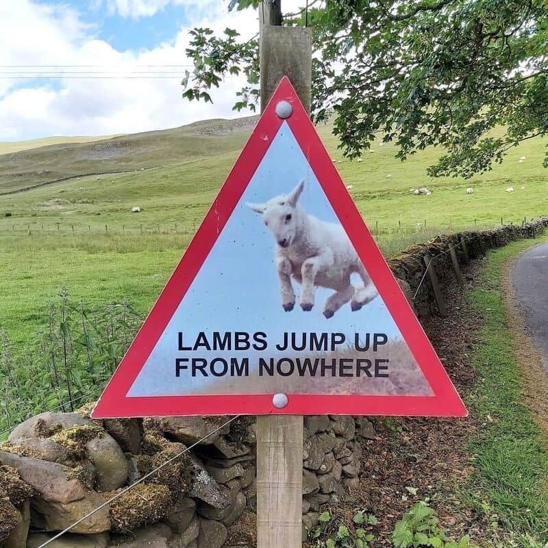 Warning sign with a jumping lamb and text 'Lambs jump up from nowhere' in a rural setting.