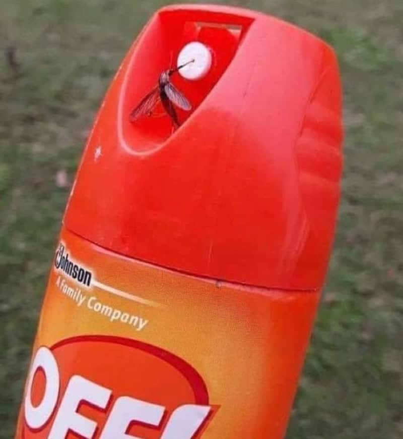 Insect on a red aerosol can with a clock face design.