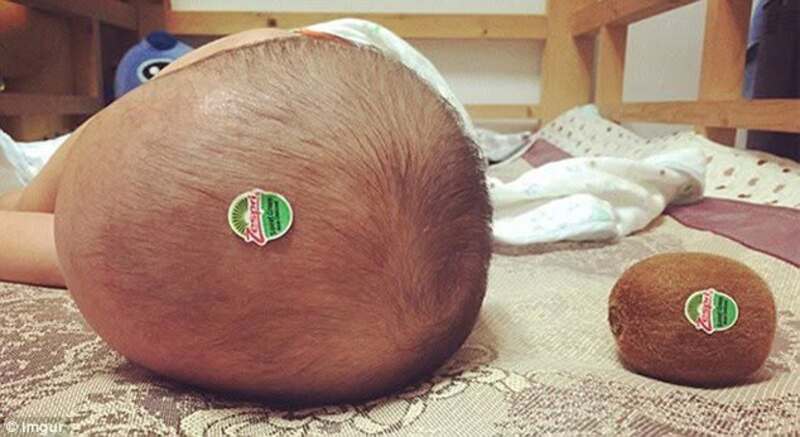 A large head and a small kiwi fruit both have stickers on them.