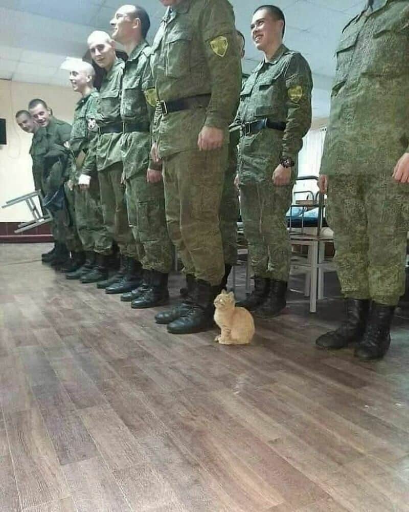 Soldiers in uniform standing in a line with a small orange kitten on the floor.