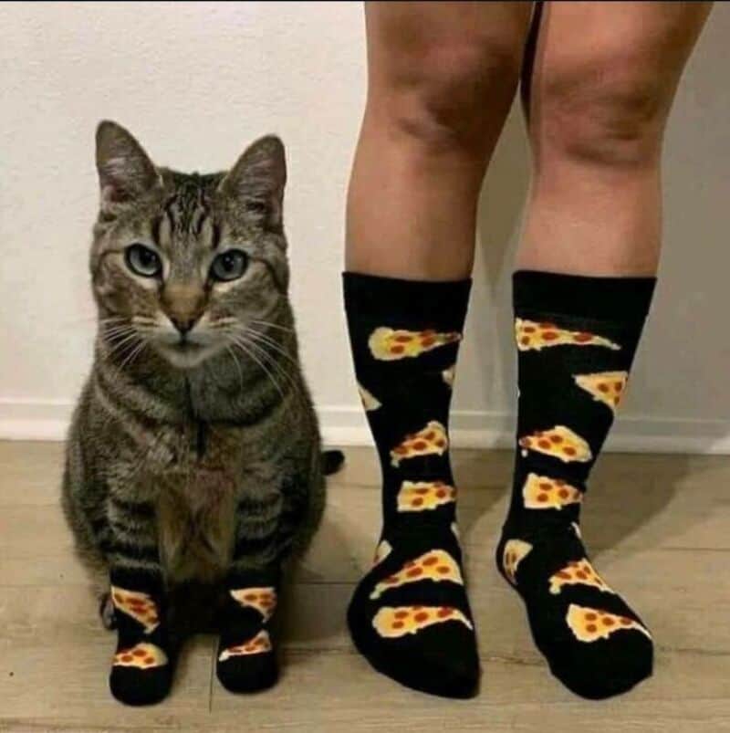 Cat and person both wearing pizza slice socks.