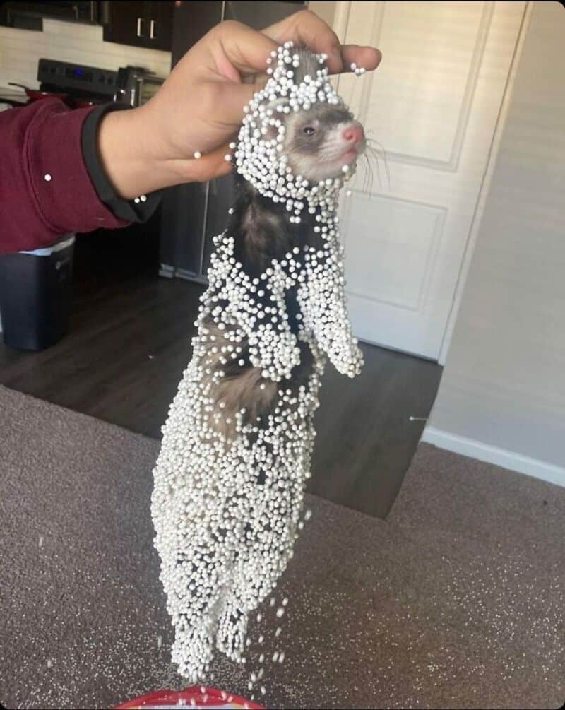 Ferret covered in white foam beads being held up by a person's hand.