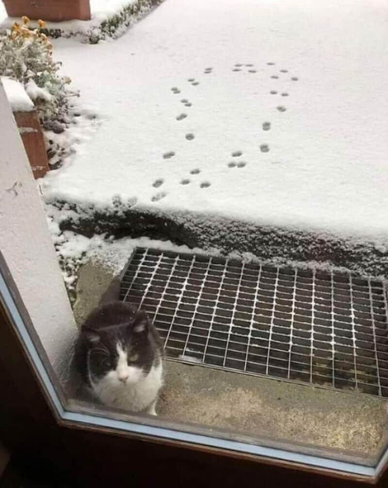 Black and white cat looking through a glass door at snow and footprints outside.