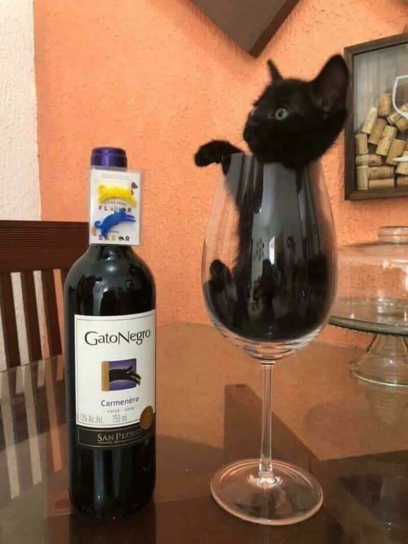 Black kitten in a wine glass with a bottle of GatoNegro wine nearby.