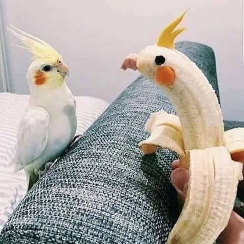 A real cockatiel facing a banana peel with a face drawn on it, resembling a bird.