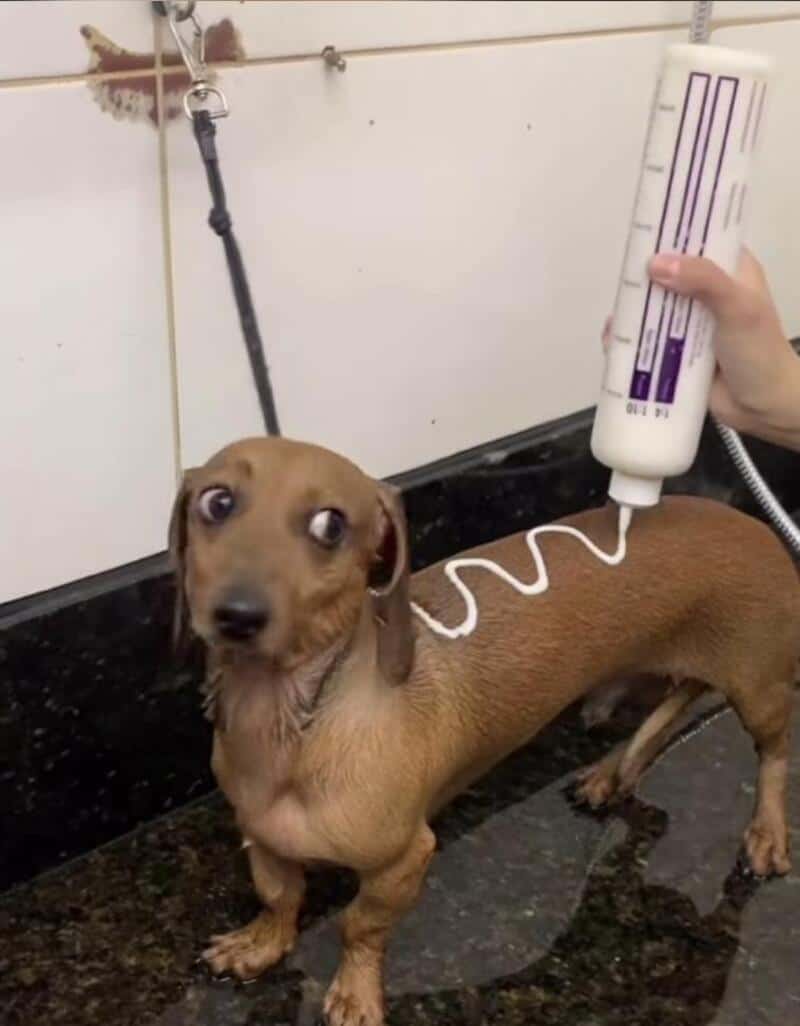 Dog getting a bath with a tube of shampoo on its back.