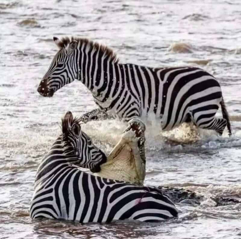 Two zebras fighting in water, one biting the other's neck.