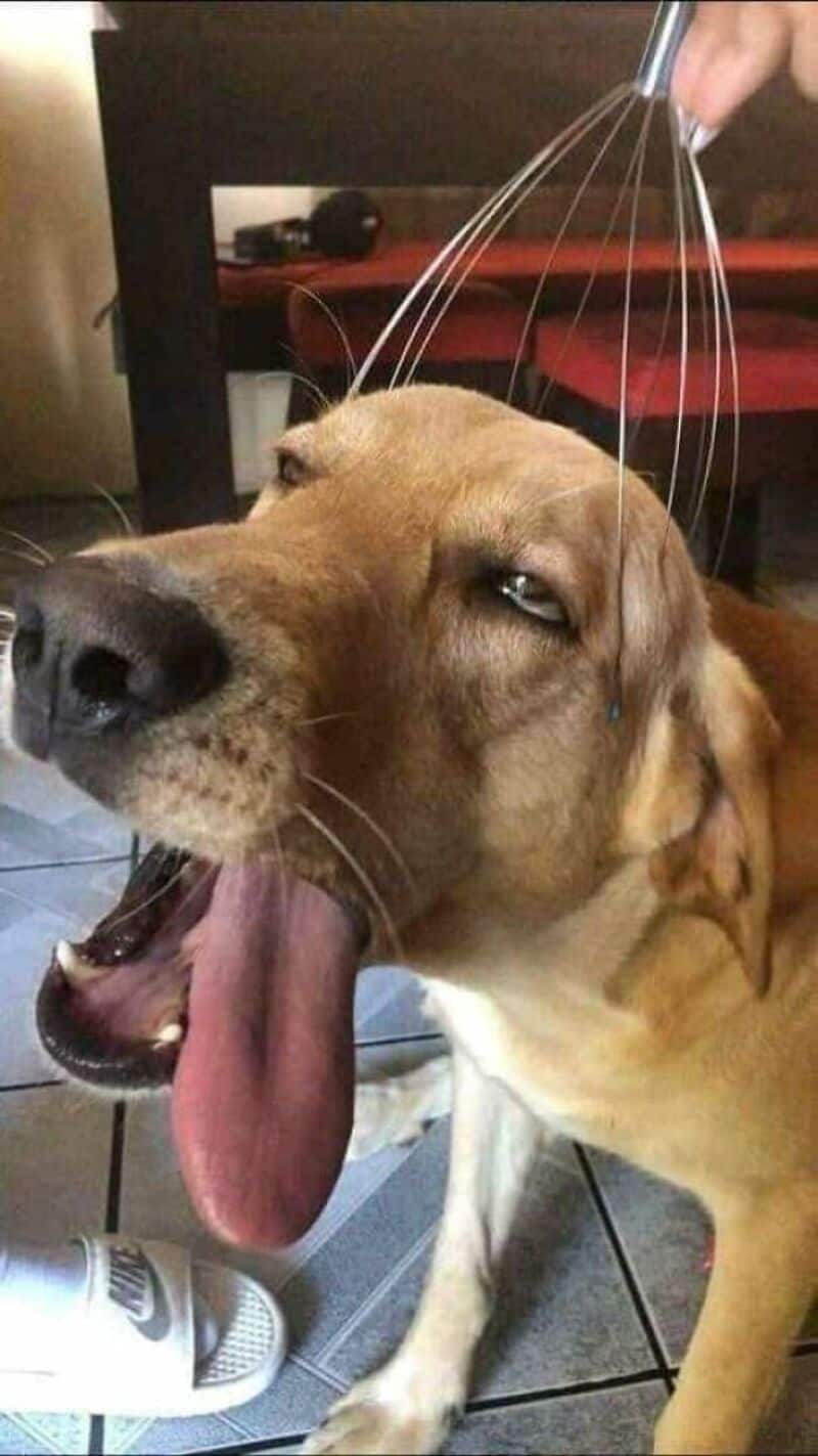 Dog with wires on its head, yawning, in a room with furniture.