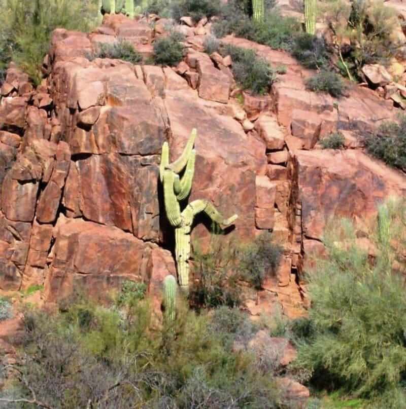 Saguaro cactus growing on a rocky desert hillside with shrubs.