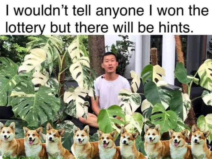 Person sitting among large green plants with a meme caption about winning the lottery.