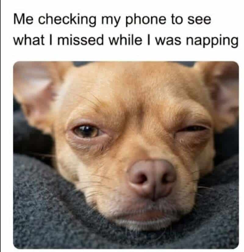Dog with sleepy eyes checking phone, meme about missing things while napping.