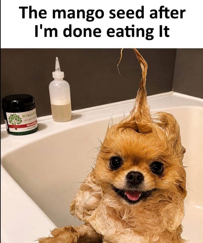 Dog with wet fur after eating mango seed, in bathtub with grooming supplies.