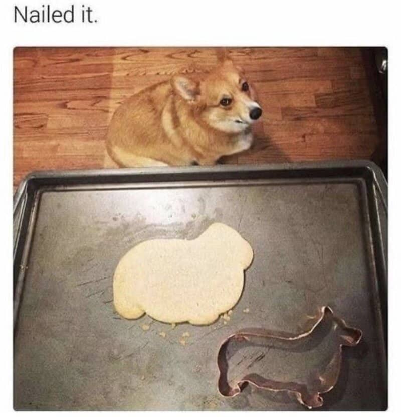 Dog looking at a cookie cutter and dough shaped like a dog on a baking sheet.