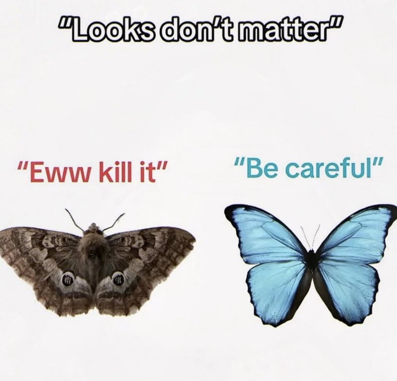 Moth and butterfly with text 'Looks don't matter' and quotes 'Eww kill it' and 'Be careful'.