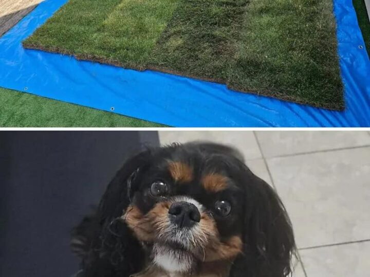 Patchwork lawn with different grass sections on blue tarp, dog looking up.