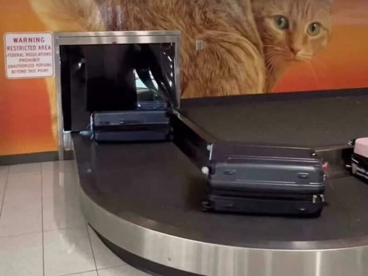 Cat hiding behind luggage at airport baggage claim.