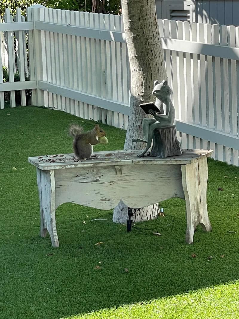 Squirrel reading a book on a tree stump in a yard with a white fence.